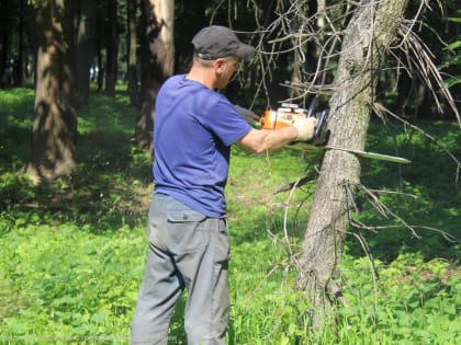 В Рязани спилили еще 22 аварийных дерева