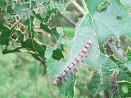 В Мемориальном парке Рязани шелкопряд объедает листья деревьев
