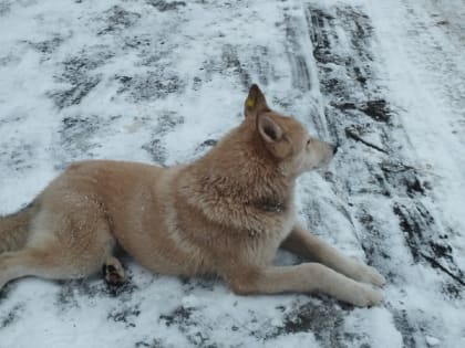 В Рыбновском районе введен карантин из-за случаев бешенства среди животных