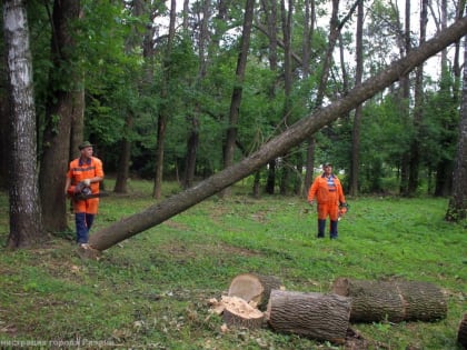 В Рязани убирают аварийные деревья