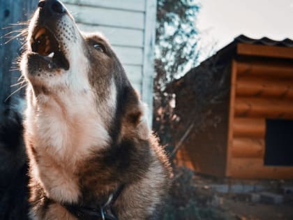 На улице Бирюзова в Рязани стая бродячих собак набросилась на 8-летнего ребёнка