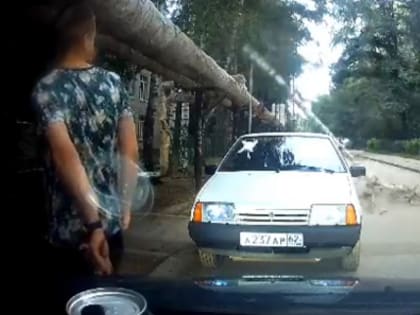 У школы в Рязани дерево упало рядом с людьми