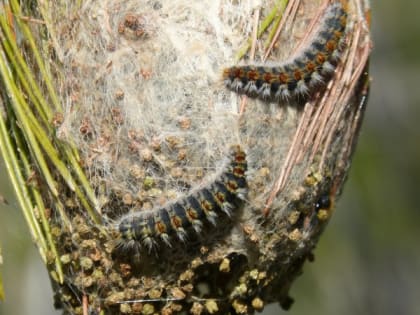 Деревья в Рязани облепил непарный шелкопряд