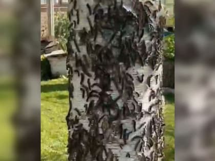 Жители Рязанской области записали на видео массовую атаку шелкопряда на деревья