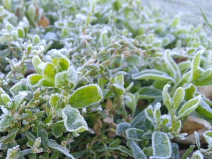 15 апреля в Рязанской области похолодает до -5