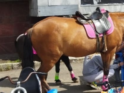 Знаменитый конезавод под Рязанью готовится к худшему