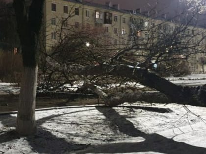 В центре Рязани на улице Дзержинского дерево упало на дорогу