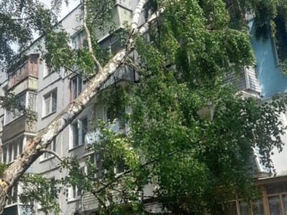 В Рязани сухое дерево рухнуло на окна жилой многоэтажки