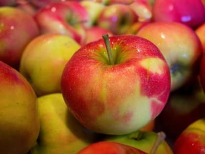 Рязанский врач Евстигнеева рассказала о пользе яблок разных цветов