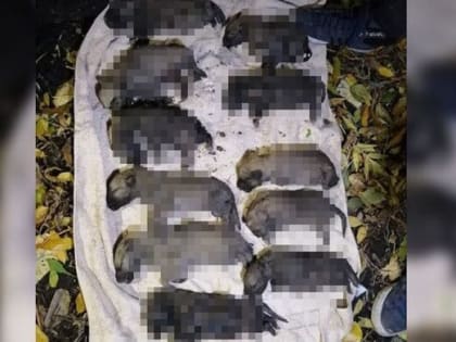 В Башкирии школьники взорвали собаку и ее щенков петардами