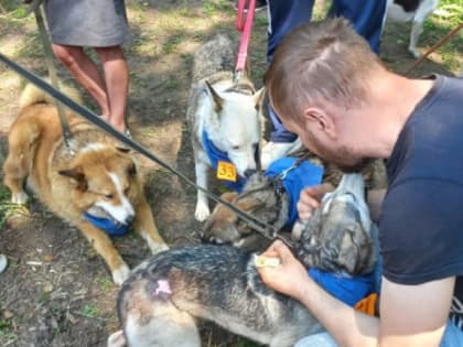 В Рязани 17 животных обрели дом с помощью благотворительной выставки