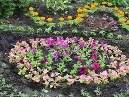 Во дворе школы №14 провели посадку цветов на клумбы