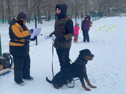 На площадке для выгула собак в микрорайоне Дашково-Песочня прошли показательные выступления домашних питомцев