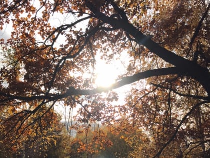 4 ноября в Рязанской области ожидается туман, порывистый ветер и до +10