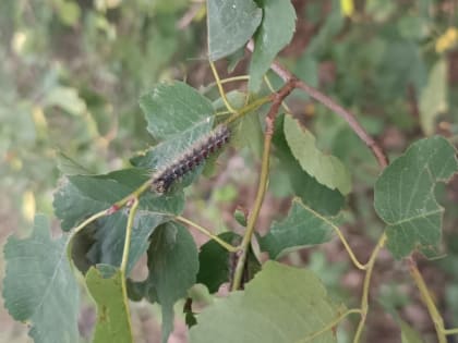 Жители Рязани жалуются на нашествие гусениц шелкопряда в Комсомольском парке