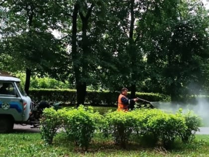 Кремлёвский сквер в Рязани обработали от шелкопряда