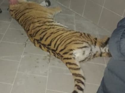 В Дягилеве усыпили сбежавшую тигрицу