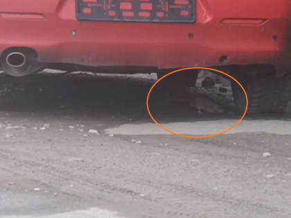 Рязанцы сняли на видео полчища огромных крыс на улице