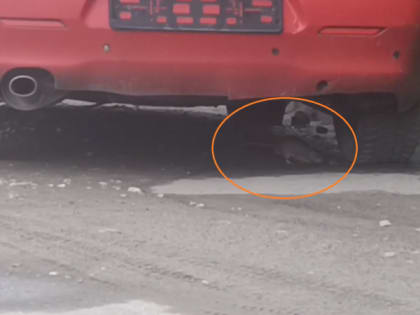 Рязанцы сняли на видео полчища огромных крыс на улице