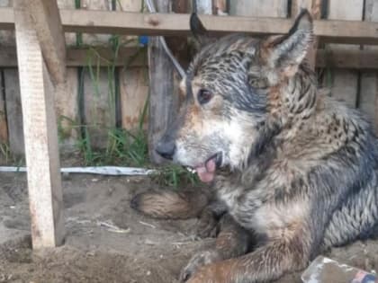 На хозяина искалеченной в Сасовском районе собаки отказались заводить уголовное дело