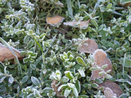 МЧС Рязанской области предупредило о заморозках с 8 по 10 мая до -5