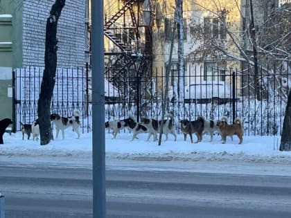 Рязанцы вновь пожаловались на стаю собак у Дворца детского творчества