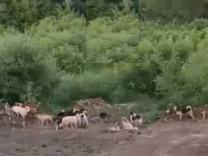 По Рязани бродят стаи безнадзорных собак