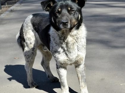 Рязанцы хотят записать видеообращение к властям против усыпления животных