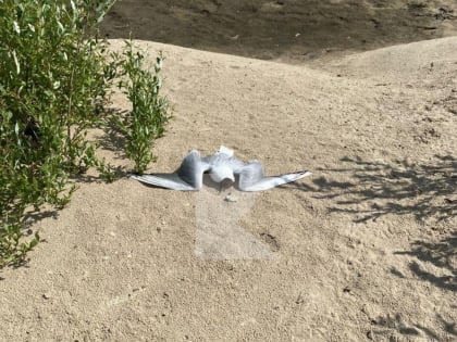 У моста через Оку под Рязанью массово гибнут чайки