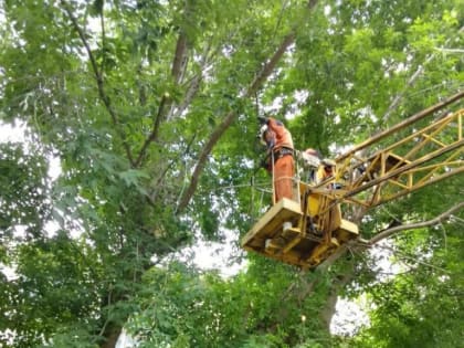 В Рязани продолжается валка аварийных деревьев