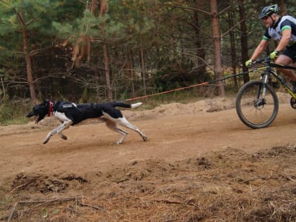 В Рязанской области прошли соревнования по ездовому спорту