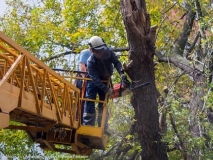 На спил аварийных деревьев на территориях детских садов и школ Рязани дополнительно направят 3 миллиона рублей