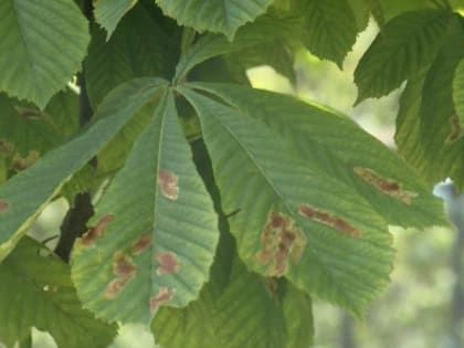 Рязанские каштаны атаковала минирующая моль