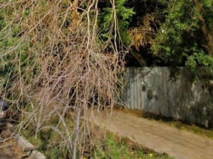 Опасные деревья в Рязани: жители бьют тревогу