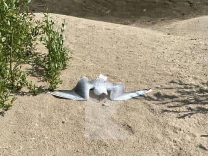 На берегу Оки в Рязани нашли мёртвых чаек