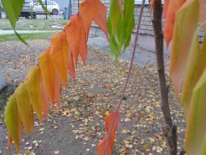 Скорое похолодание в Рязанской области