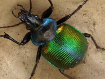 Под Солотчей нашли эффективного врага непарного шелкопряда