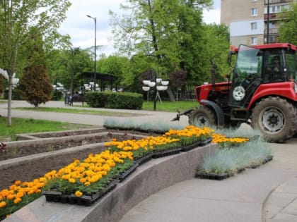 В Рязани снова высадят погибшую от заморозков клумбу на площади Победы