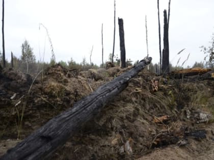 Из-за крупного лесного пожара в Рязанской области наказали сотрудников десантного училища