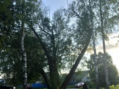 В сквере «На семи ветрах» деревья грозятся рухнуть от ветра