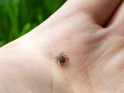 За неделю в Рязанской области 8 взрослых и 8 детей пострадали от укусов клещей