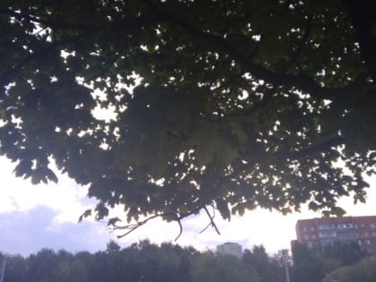 19 июня в Рязанской области потеплеет до 24 градусов