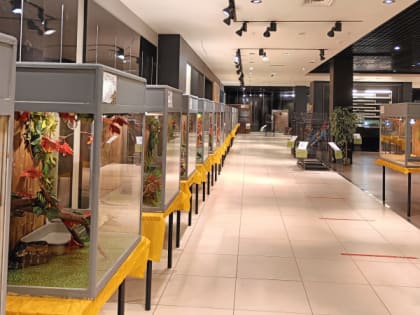 В Рязани выявили нарушения в работе выставки животных