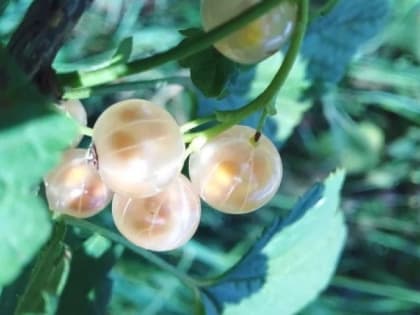 В Рязани на ярмарках выходного дня проданы 2 тонны смородины