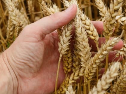 В Рязанской области производители зерна получат 170 млн федеральных рублей