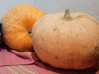 Рязанка собрала урожай из полутораметровой тыквы