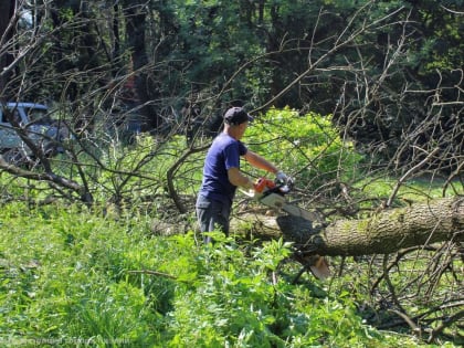 В областном центре Дирекция благоустройства проводит валку аварийных деревьев