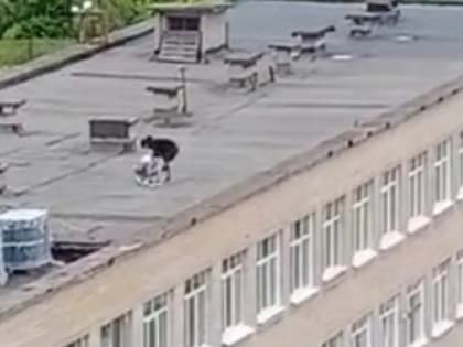 В Рязани очевидцы заметили "битву" на кровле школы