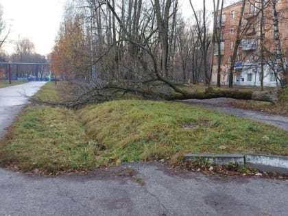 В Рязани дерево рухнуло прямо на тротуар