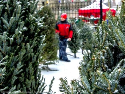 В Рязани начали работать елочные базары по продаже хвойных деревьев и лапника
